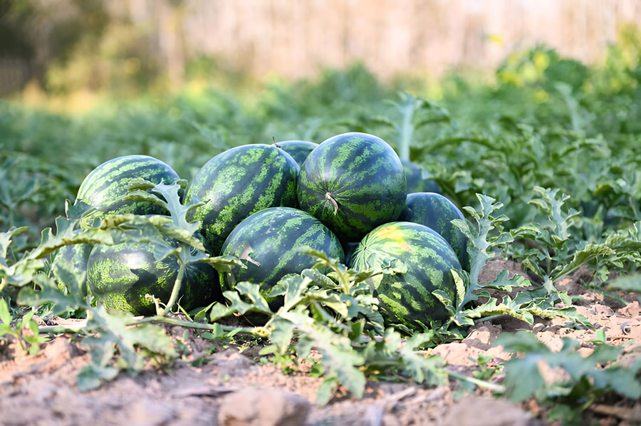 بذر هندوانه